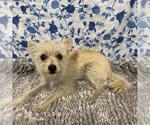 Small Norfolk Terrier Mix