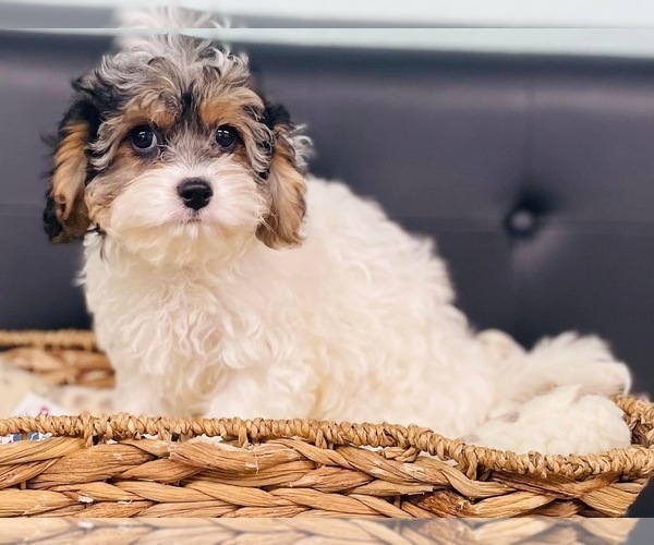 Medium Photo #2 Cavapoo Puppy For Sale in CINCINNATI, OH, USA