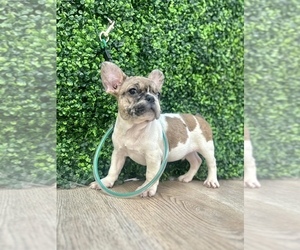 French Bulldog Puppy for sale in CHARLOTTE, NC, USA