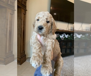 Goldendoodle Puppy for sale in SACHSE, TX, USA