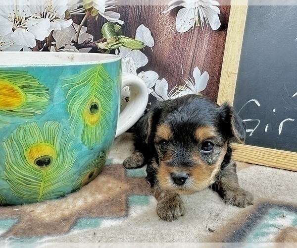 Medium Photo #17 Morkie Puppy For Sale in CASSVILLE, MO, USA