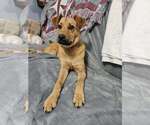 Small #7 Mutt