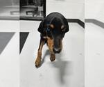 Small Doberman Pinscher