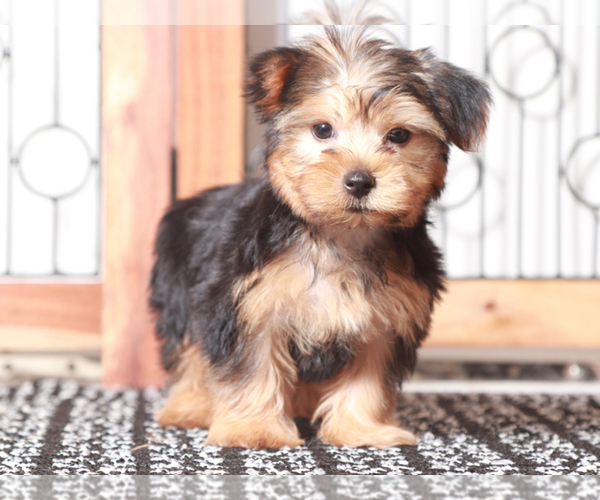 Medium Photo #3 Yorkshire Terrier Puppy For Sale in NAPLES, FL, USA
