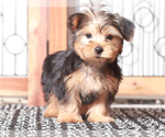Small #2 Yorkshire Terrier