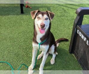 Medium Siberian Husky Mix