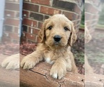 Small #4 Goldendoodle