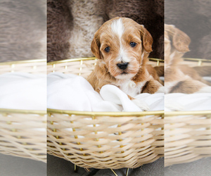 Sheepadoodle Puppy for sale in FAYETTEVILLE, NC, USA