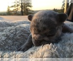Small Photo #21 French Bulldog Puppy For Sale in PLACERVILLE, CA, USA