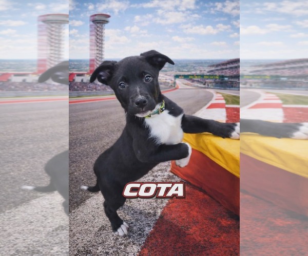 Medium Photo #1 Poodle (Standard)-Staffordshire Bull Terrier Mix Puppy For Sale in Clarkston, MI, USA