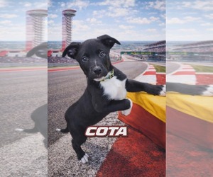 Poodle (Standard)-Staffordshire Bull Terrier Mix Dogs for adoption in Clarkston, MI, USA