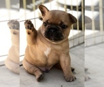 Small Photo #6 French Bulldog Puppy For Sale in APTOS, CA, USA