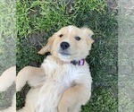 Puppy Pink Girl Golden Retriever