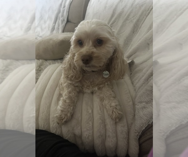 Medium Photo #1 Cock-A-Poo Puppy For Sale in OCALA, FL, USA