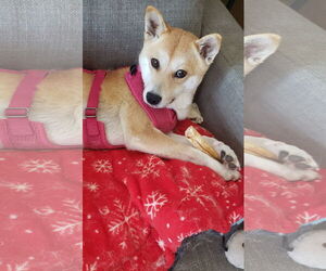 Shiba Inu Dogs for adoption in St. Louis Park, MN, USA