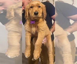 Golden Retriever Puppy for sale in KISSIMMEE, FL, USA