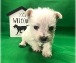 Small #4 West Highland White Terrier