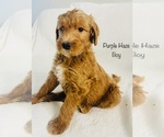 Small Photo #6 Goldendoodle Puppy For Sale in PHOENIX, AZ, USA