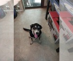 Small #2 Alaskan Malamute-Labrador Retriever Mix