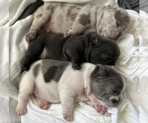 French Bulldog Puppy for sale in AURORA, CO, USA