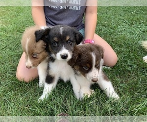 Australian Shepherd Puppy for sale in PAOLI, IN, USA