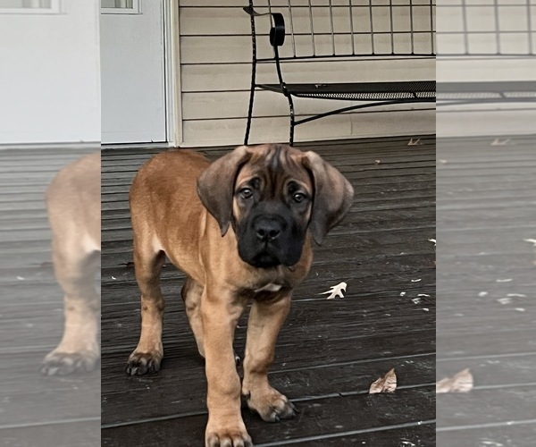 Full screen Photo #4 Cane Corso Puppy For Sale in CLINTON, MD, USA
