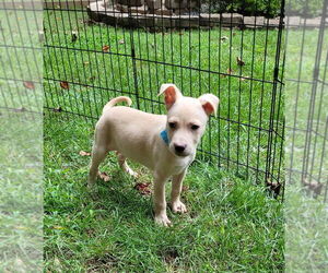 Mutt Dogs for adoption in Mooresville, NC, USA