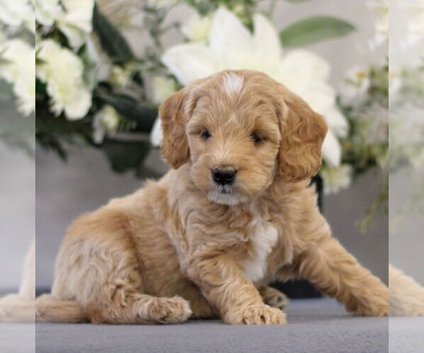 Medium Photo #1 Goldendoodle (Miniature) Puppy For Sale in EAST EARL, PA, USA