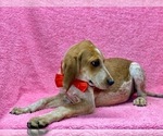 Small #3 Coonhound