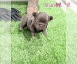 Puppy Mary French Bulldog