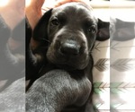 Small Photo #7 Great Dane Puppy For Sale in TWAIN HARTE, CA, USA