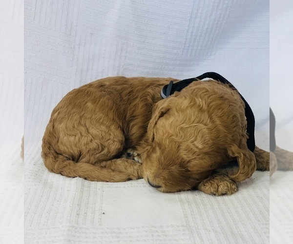 Medium Photo #9 Goldendoodle Puppy For Sale in COLBERT, WA, USA