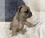 Puppy 1 French Bulldog