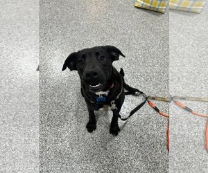 Labrador Retriever-Unknown Mix Dogs for adoption in Plainfield, IL, USA