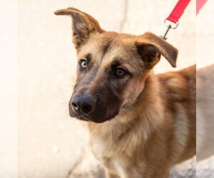 Zelda - Female Mutt Dog for Adoption - Photo #4
