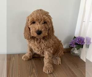 Goldendoodle (Miniature) Puppy for sale in WEST POINT, KY, USA