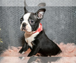 Small Boston Terrier