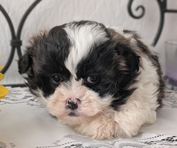 Medium Photo #7 Zuchon Puppy For Sale in GOSHEN, IN, USA