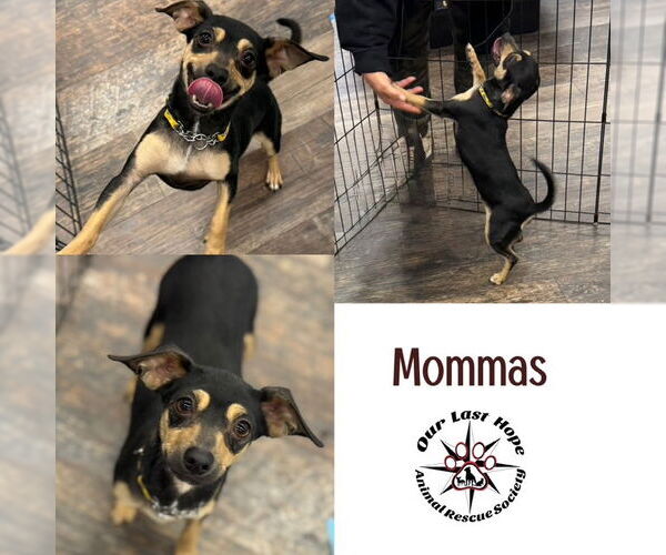 Medium Photo #1 Chihuahua-Unknown Mix Puppy For Sale in Princeton, British Columbia, Canada