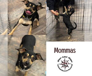 Chihuahua-Unknown Mix Dogs for adoption in Princeton, British Columbia, Canada