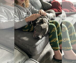KangaRoo - Female Blue Lacy-Unknown Mix Dog for Adoption - Photo #42