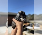 Small #11 Schnauzer (Miniature)