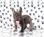 Small Photo #1 French Bulldog Puppy For Sale in NORTHFIELD, IL, USA