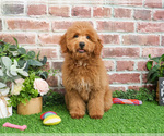 Small #1 Goldendoodle