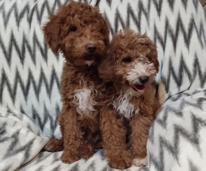 Goldendoodle-Poodle (Miniature) Mix Puppy for sale in CURTISS, WI, USA
