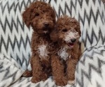 Small Photo #1 Goldendoodle-Poodle (Miniature) Mix Puppy For Sale in CURTISS, WI, USA