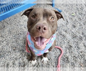 Marky Mark - Male American Pit Bull Terrier-Unknown Mix Dog for Adoption - Photo #7