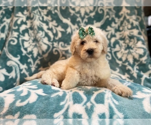 Medium Photo #2 Poodle (Standard) Puppy For Sale in LAKELAND, FL, USA