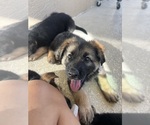 Small #5 German Shepherd Dog
