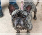 Small French Bulldog